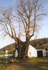 star� l�pa na Sudslavick� stezce